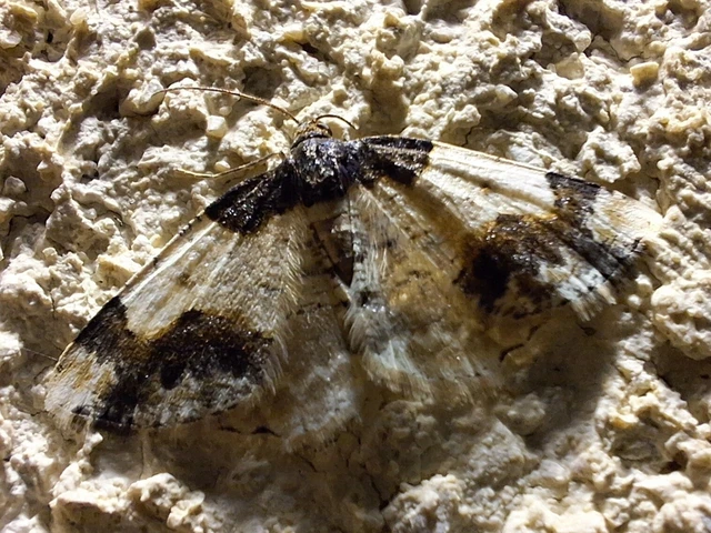 Ligdia adustata - barna levélaraszoló