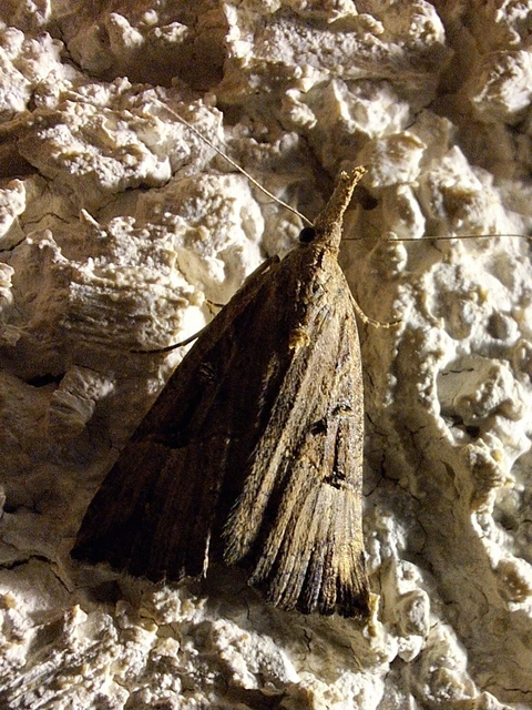 Hypena rostralis - közönséges karcsúbagoly
