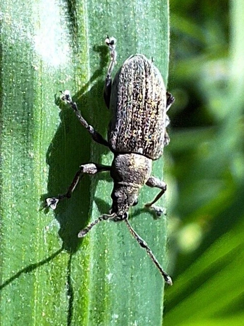 Phyllobius pyri - gyümölcsfa-levélormányos