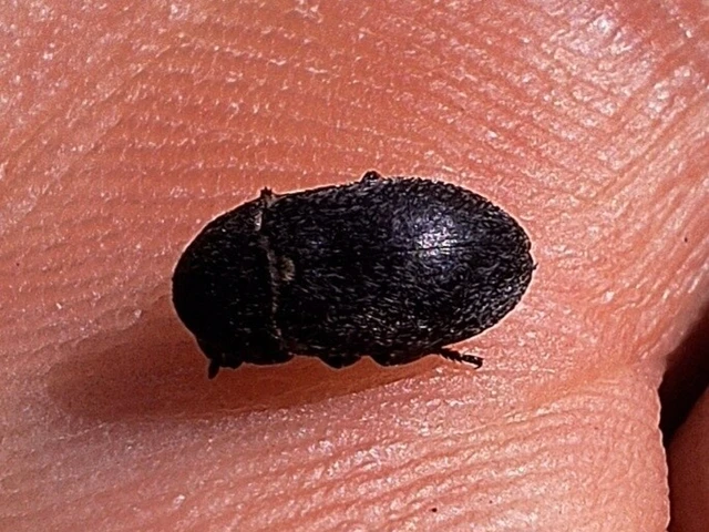 Dermestes Dermestes