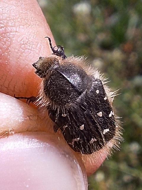 Tropinota hirta - bundás virágbogár