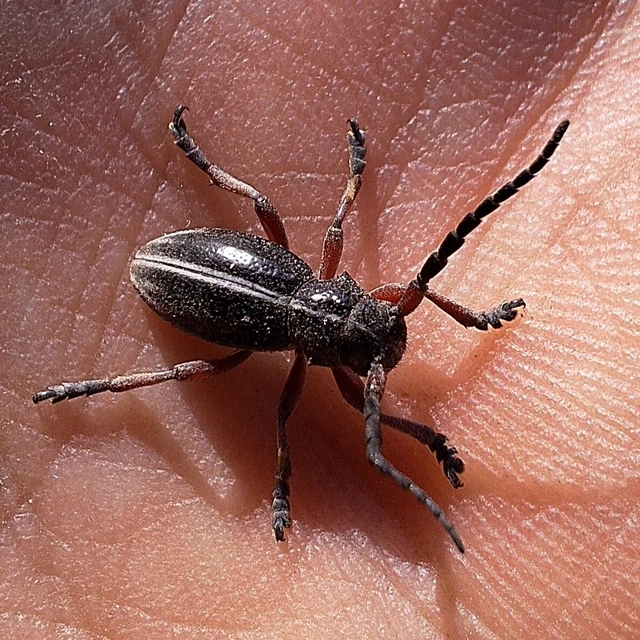 Dorcadion pedestre - kétsávos gyalogcincér Dorcadion pedestre - kétsávos gyalogcincér