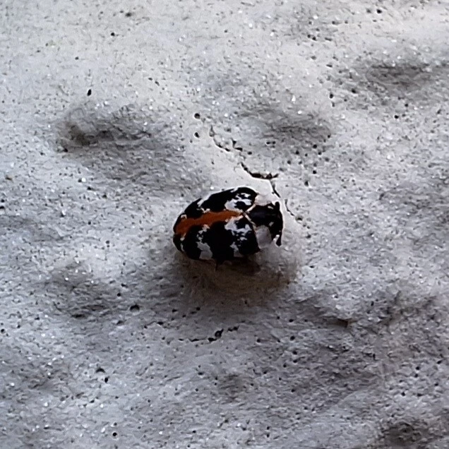 Anthrenus