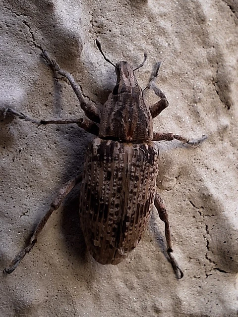 Asproparthenis punctiventris - lisztes répabarkó