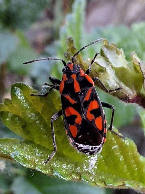 Spilostethus saxatilis - virágbodobács