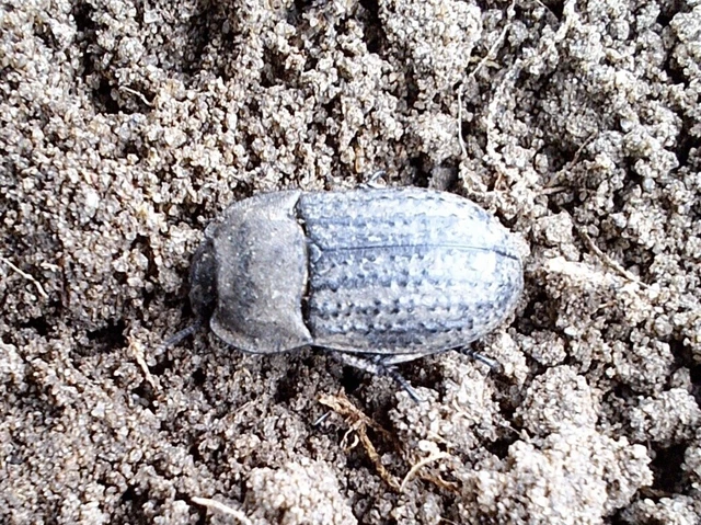 Opatrum sabulosum - sároshátú gyászbogár Opatrum sabulosum - sároshátú gyászbogár