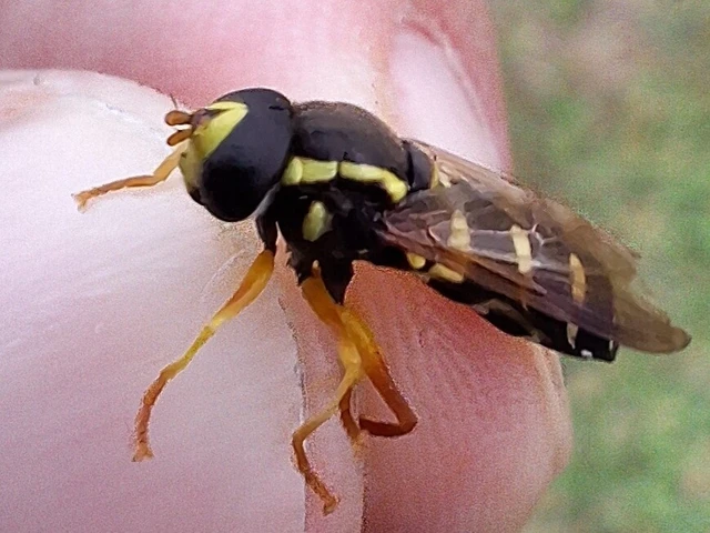 Diptera - Kétszárnyúak Diptera - Kétszárnyúak