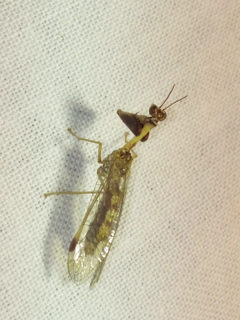 Mantispa styriaca - kétszínű fogólábú-fátyolka
