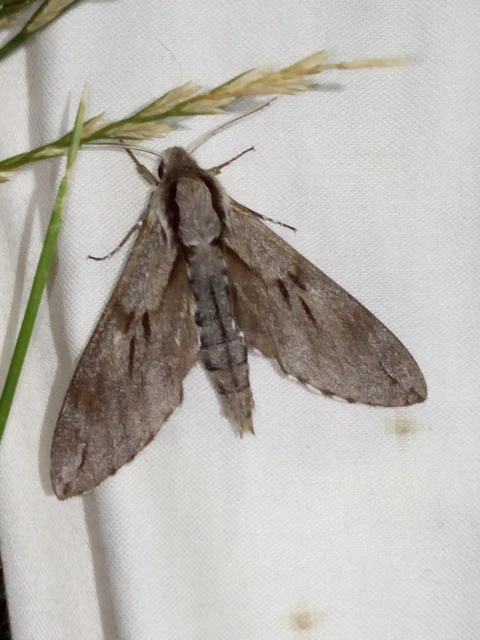 Hyloicus pinastri - fenyőszender
