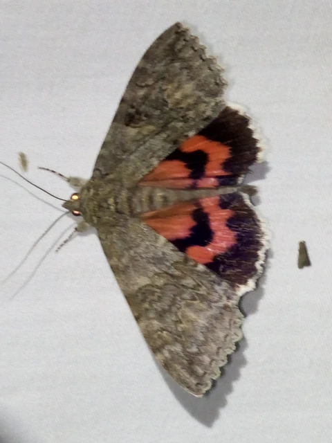 Catocala nupta - piros övesbagoly