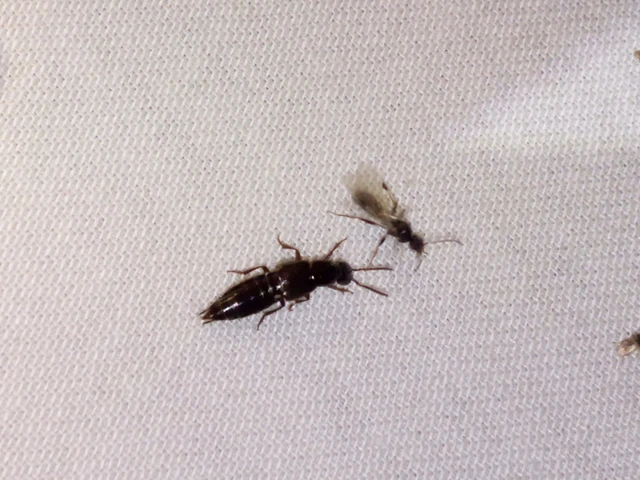 Staphylinidae - holyvafélék