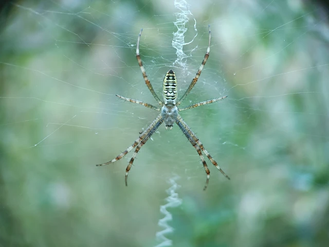 Argiope bruennichi - darázspók