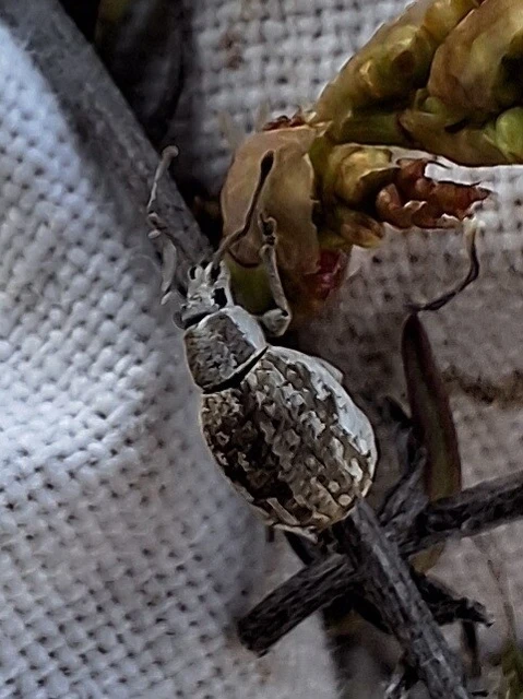 Peritelus familiaris - nagy kendermagbogár