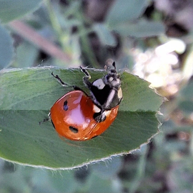 Coccinella septempunctata - hétpettyes katica