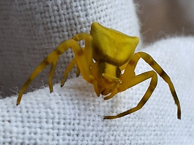 Araneae - Pókok