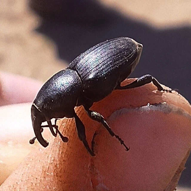 Sphenophorus striatopunctatus - mezei zsuzsok