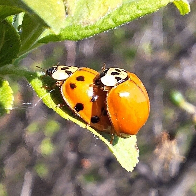 Harmonia axyridis - harlekinkatica