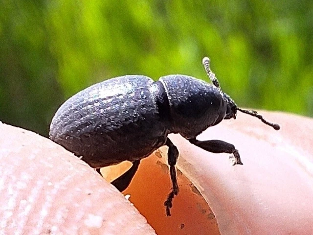Psallidium maxillosum - fekete barkó
