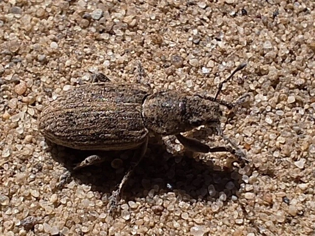 Tanymecus dilaticollis - kukorica-hegyesfarúbarkó