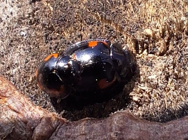 Exochomus quadripustulatus - négyfoltos szerecsenkata