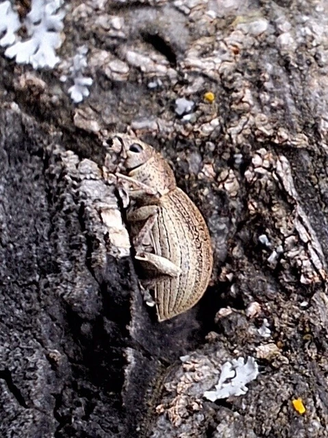 Sciaphobus squalidus - nagy szálkásbarkó