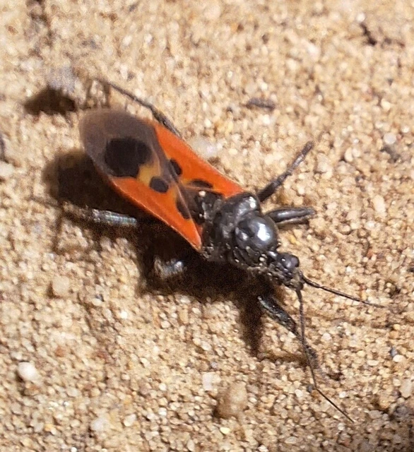 Peirates hybridus - foltos rablópoloska