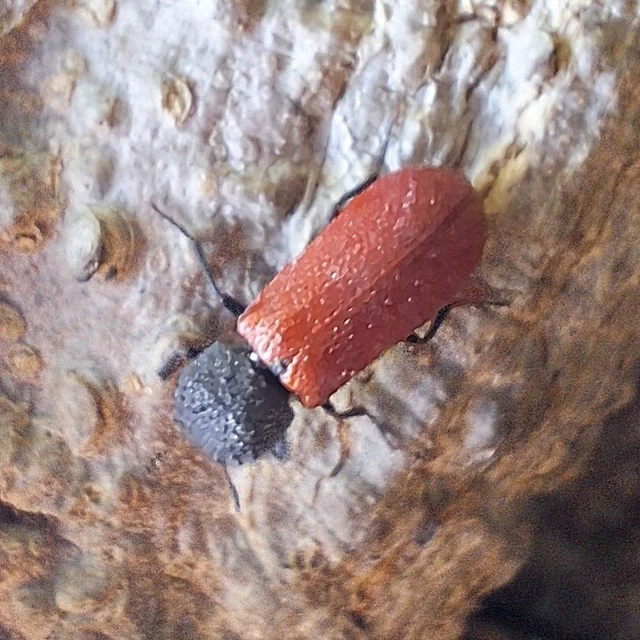 Bostrichus capucinus - piros csuklyásszú