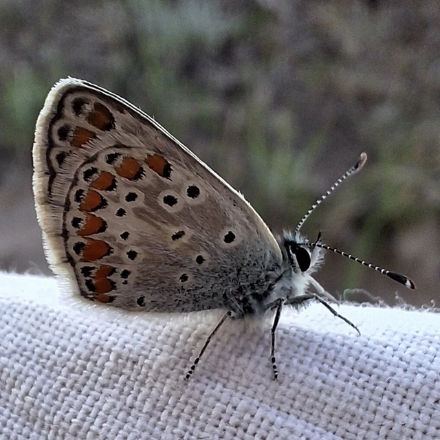 Aricia agestis - szerecsenboglárka