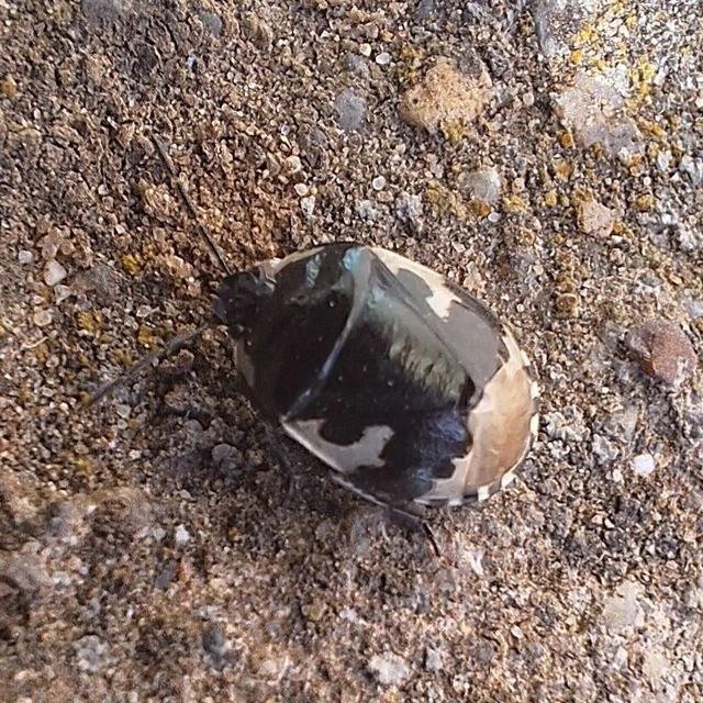 Tritomegas bicolor - foltos földipoloska