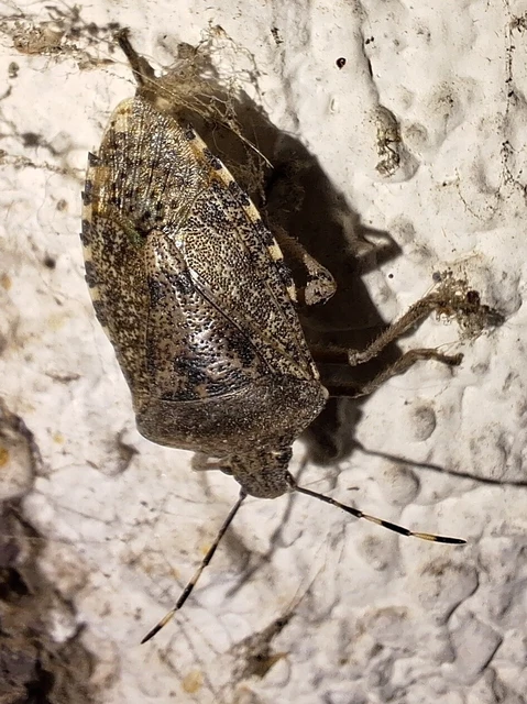 Rhaphigaster nebulosa - bencepoloska