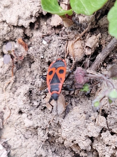 Pyrrhocoris apterus - verőköltő poloska