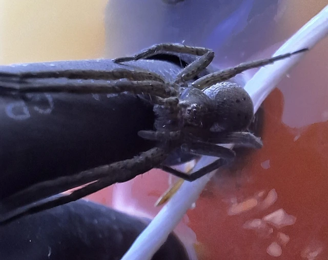 Araneae - Pókok