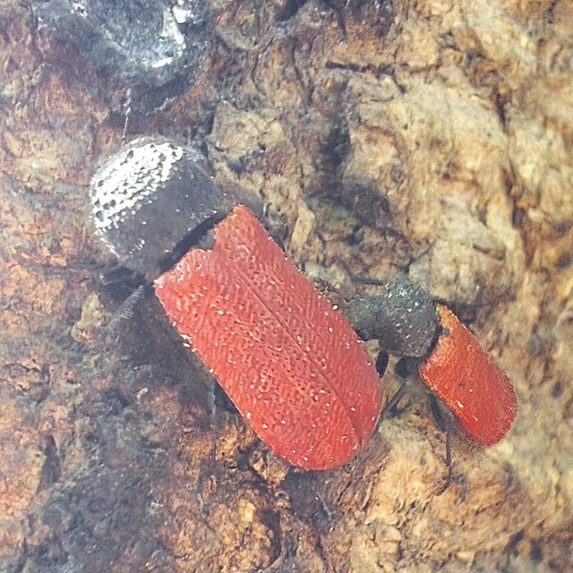 Bostrichus capucinus - piros csuklyásszú