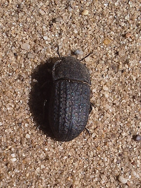 Opatrum sabulosum - sároshátú gyászbogár Opatrum sabulosum - sároshátú gyászbogár