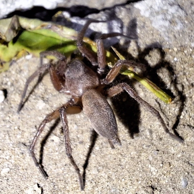 Araneae - Pókok