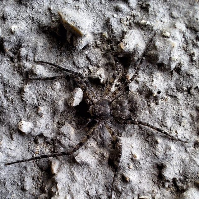 Araneae - Pókok