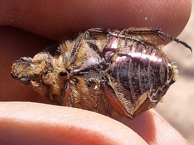 Cetonia aurata - aranyos virágbogár