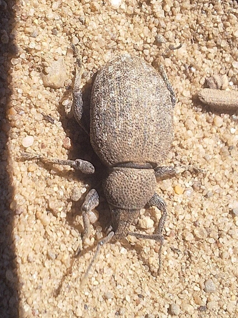Otiorhynchus ligustici - vincellér-gyalogormányos