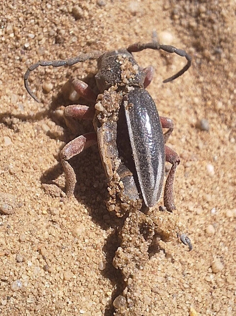 Dorcadion pedestre - kétsávos gyalogcincér Dorcadion pedestre - kétsávos gyalogcincér