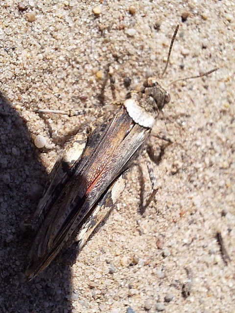Orthoptera - Egyenesszárnyúak