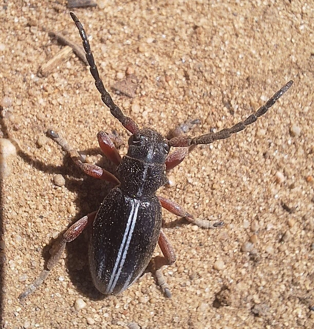 Dorcadion pedestre - kétsávos gyalogcincér Dorcadion pedestre - kétsávos gyalogcincér