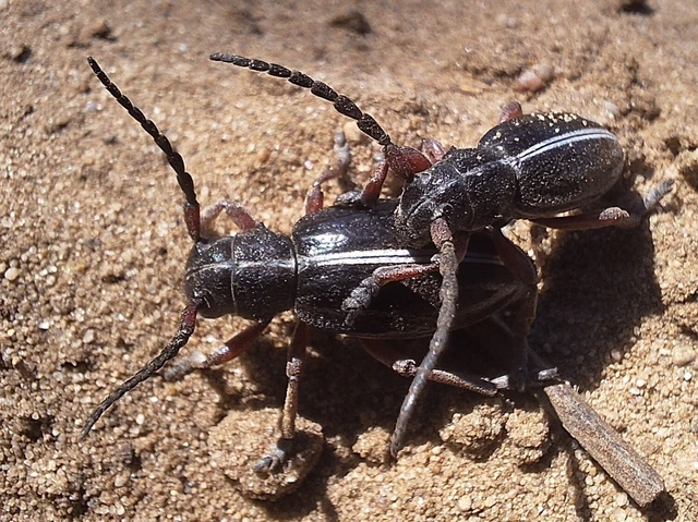 Dorcadion pedestre - kétsávos gyalogcincér