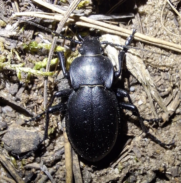 Carabus hungaricus - magyar futrinka Carabus hungaricus - magyar futrinka