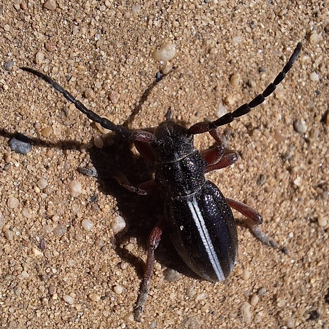 Dorcadion pedestre - kétsávos gyalogcincér Dorcadion pedestre - kétsávos gyalogcincér