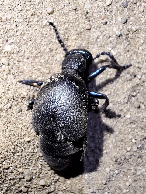 Meloe proscarabaeus - közönséges nünüke