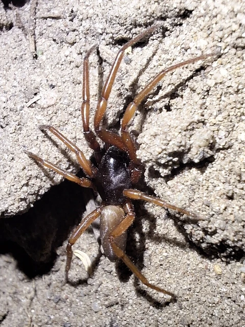 Araneae - Pókok