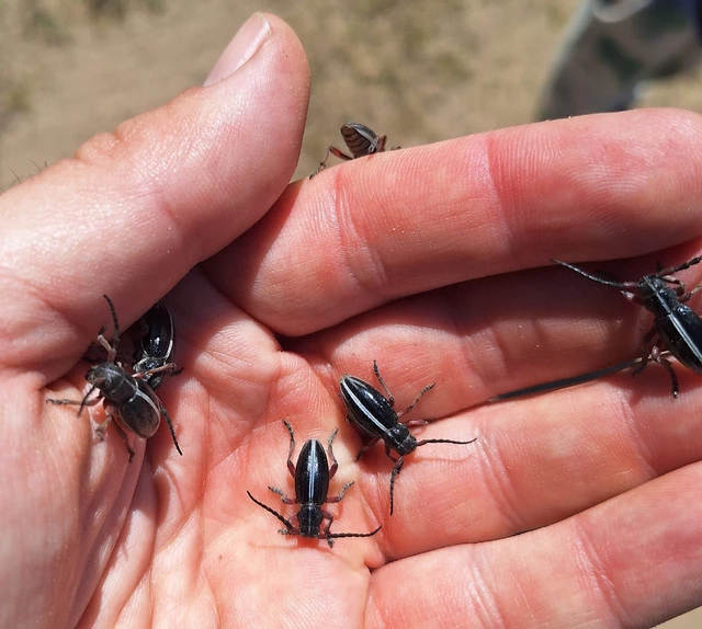 Dorcadion pedestre - kétsávos gyalogcincér Dorcadion pedestre - kétsávos gyalogcincér