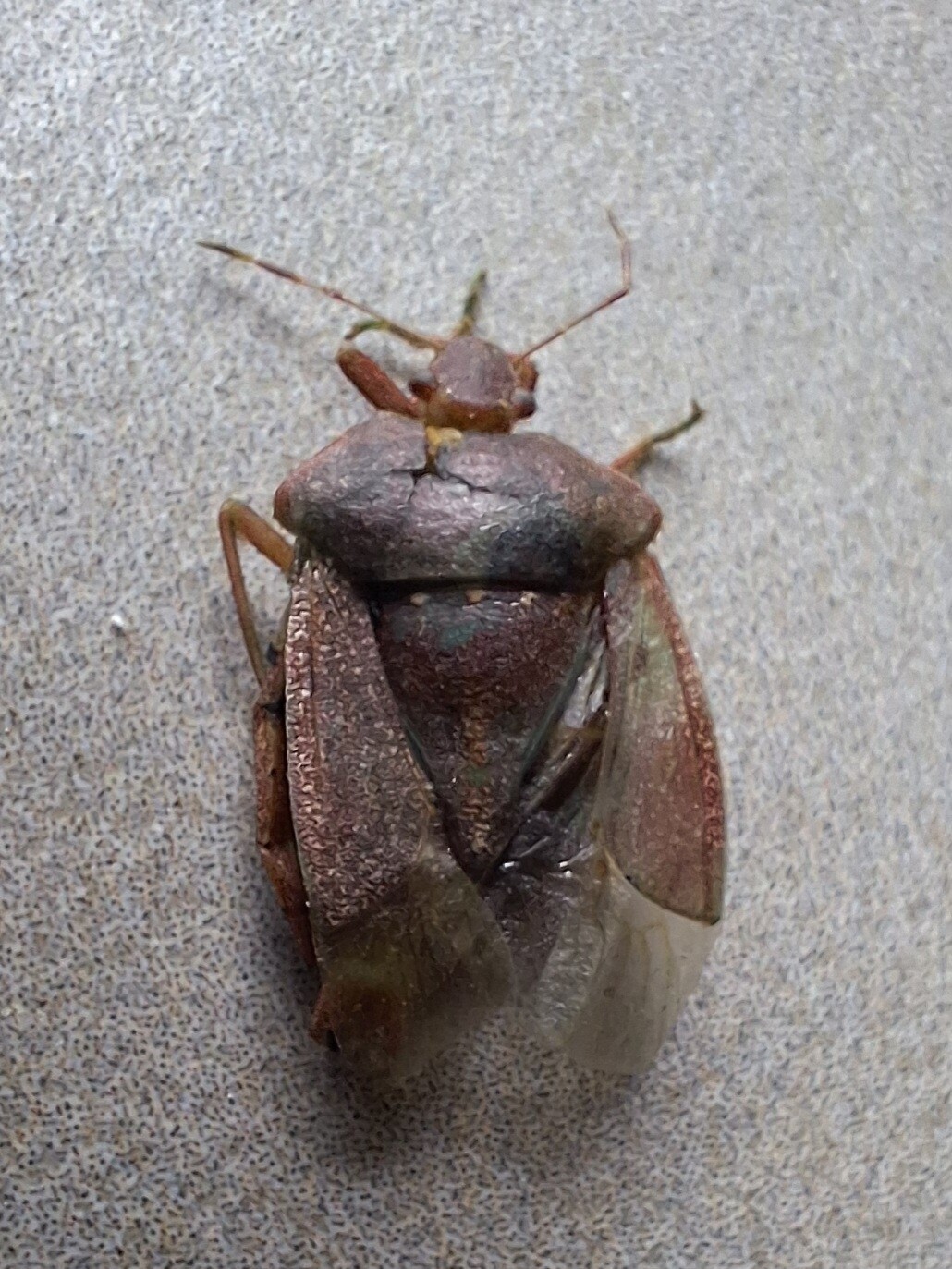 Nezara viridula - zöld vándorpoloska Nezara viridula - zöld vándorpoloska