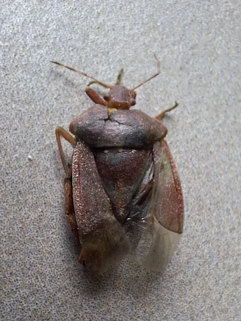 Nezara viridula - zöld vándorpoloska Nezara viridula - zöld vándorpoloska