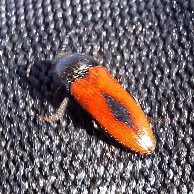 Ampedus sanguinolentus - középfoltos pattanó